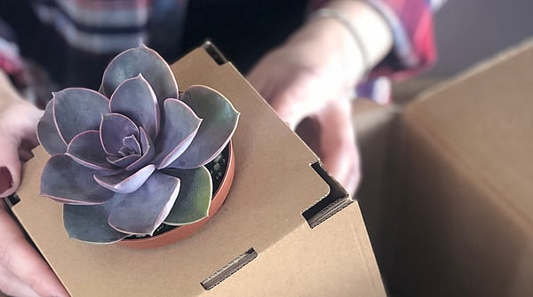 succulent in eCommerce packaging