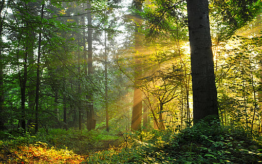 Güneşin parladığı ormanlar.